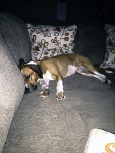 young puppy passed out on couch