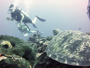 Research Dive showing Indonesia Turtle