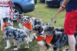 Litter of dogs ready to show at the Saratoga Dog's Pony Show to benefit AIM Services, Inc.