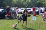 Teen girl walking corgi dog at the Saratoga Dog & Pony Show to benefit AIM Services, Inc.