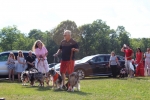 Couple walking large group of dogs at the Saratoga Dog & Pony Show to benefit AIM Services, Inc.