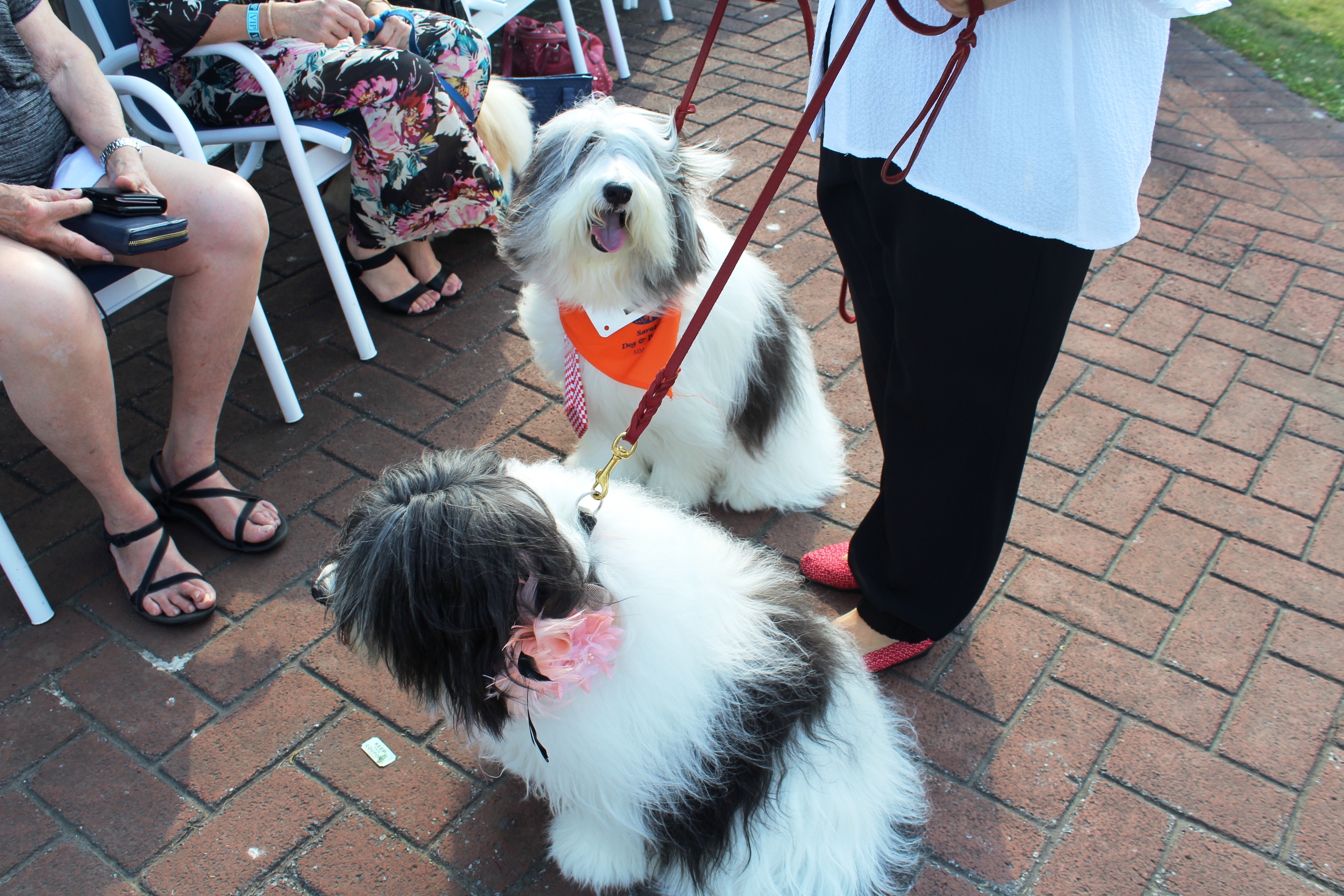 two fuffly dogs at the Saratoga Dog & Pony Show to benefit AIM Services, Inc.