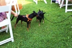 Two minature pinscher dogs sniffing each other at the Saratoga Dogs Pony Show to benefit AIM Services, Inc.