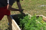 Man checking on carrots in a raised gardening bed