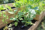 Sowing and growing eggplants