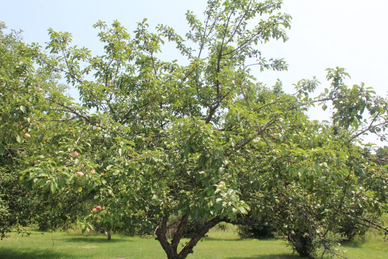 Large apple tree under sunny sky