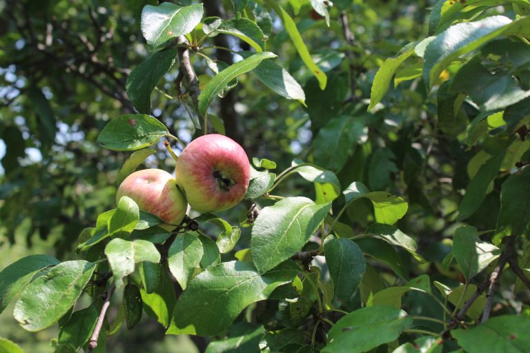 Close up of apples on apple tree
